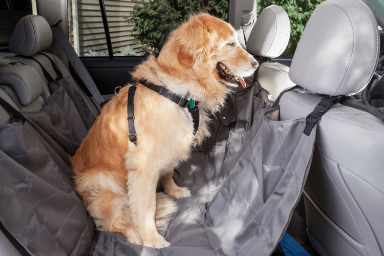 Hoe vervoer ik mijn hond veilig in de auto? Welkoop